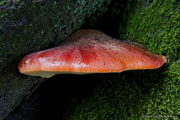 Paddenstoelen, Bart Fotografie-0422