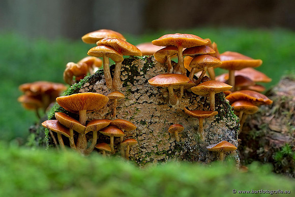 Paddenstoelen, Bart Fotografie-0423