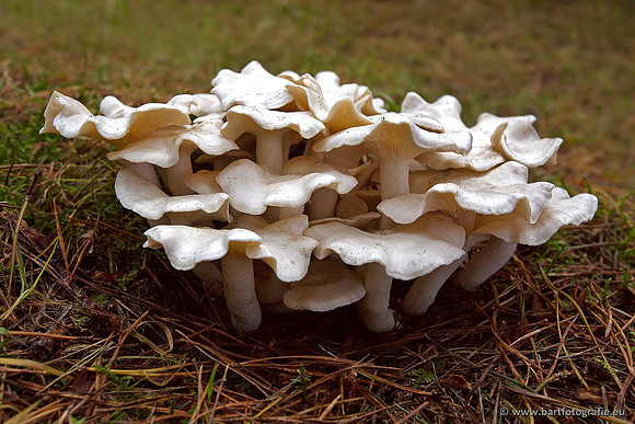 Paddenstoelen, Bart Fotografie-0424