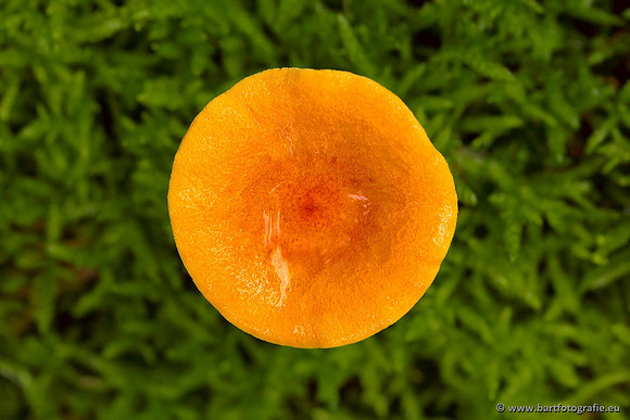 Paddenstoelen, Bart Fotografie-0426