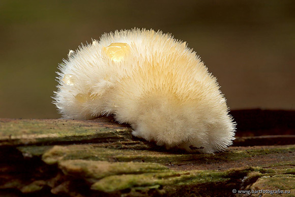 Paddenstoelen, Bart Fotografie-0427