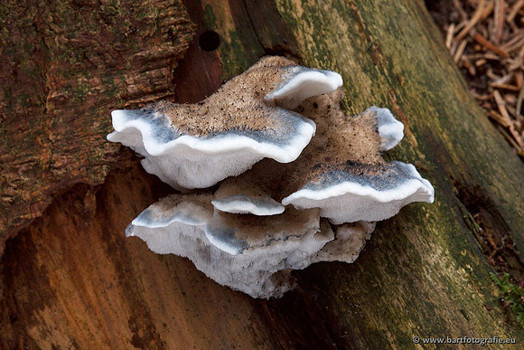 Paddenstoelen, Bart Fotografie-0428