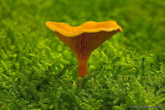 Paddenstoelen, Bart Fotografie-0429