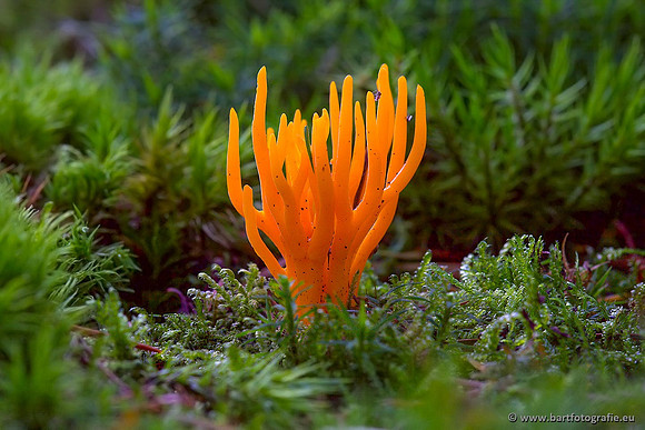 Paddenstoelen, Bart Fotografie-0430