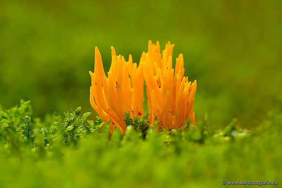 Paddenstoelen, Bart Fotografie-0432