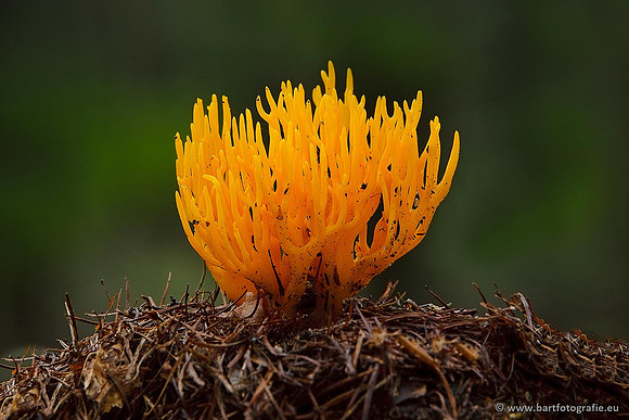 Paddenstoelen, Bart Fotografie-0433