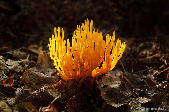 Paddenstoelen, Bart Fotografie-0434