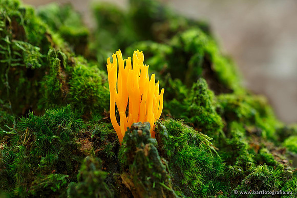 Paddenstoelen, Bart Fotografie-0435