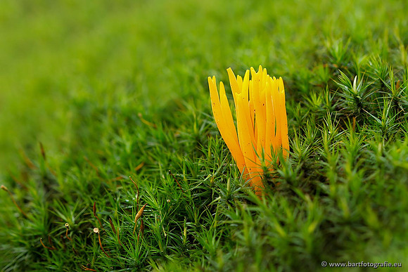 Paddenstoelen, Bart Fotografie-0436