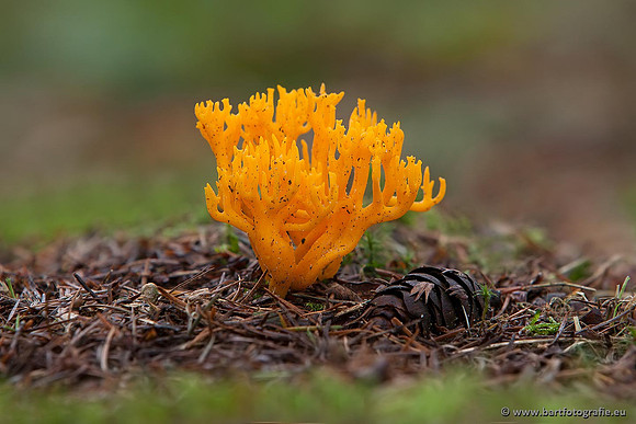 Paddenstoelen, Bart Fotografie-0437