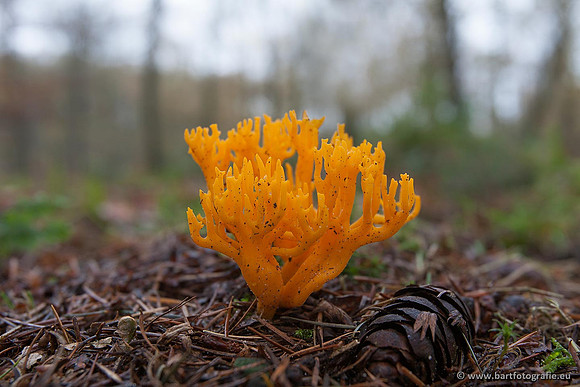 Paddenstoelen, Bart Fotografie-0438