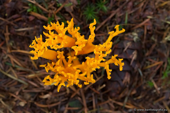 Paddenstoelen, Bart Fotografie-0439