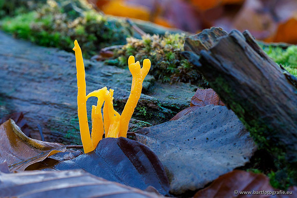 Paddenstoelen, Bart Fotografie-0442