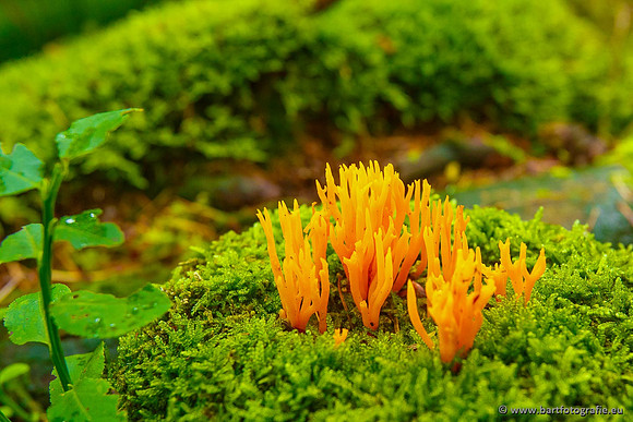 Paddenstoelen, Bart Fotografie-0441