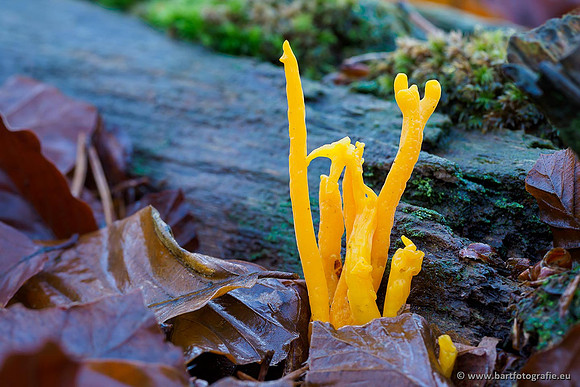 Paddenstoelen, Bart Fotografie-0443