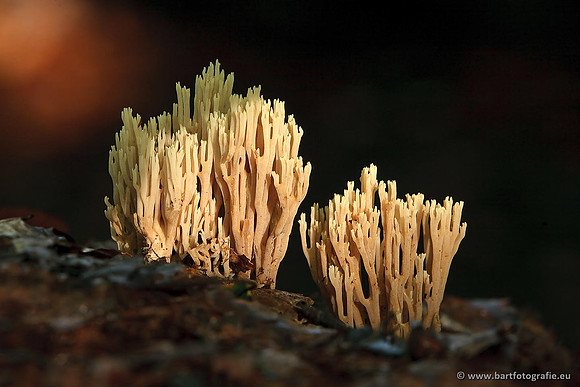 Paddenstoelen, Bart Fotografie-0447