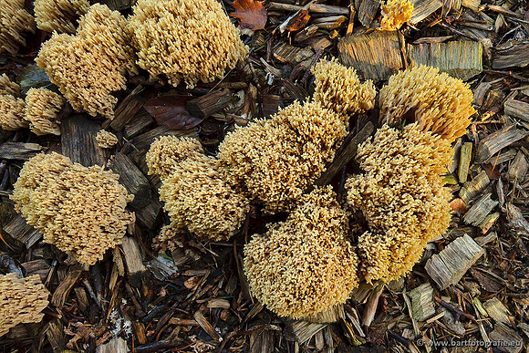 Paddenstoelen, Bart Fotografie-0448