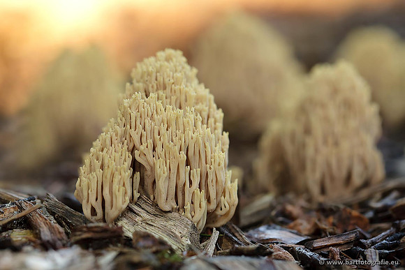 Paddenstoelen, Bart Fotografie-0450