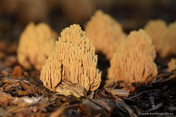 Paddenstoelen, Bart Fotografie-0449