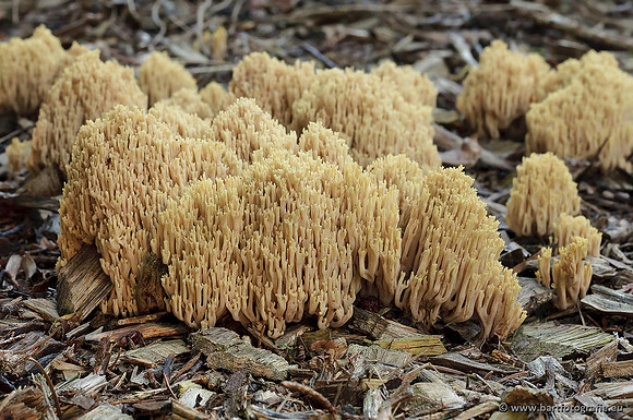 Paddenstoelen, Bart Fotografie-0452