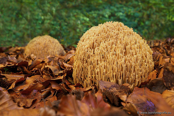 Paddenstoelen, Bart Fotografie-0453