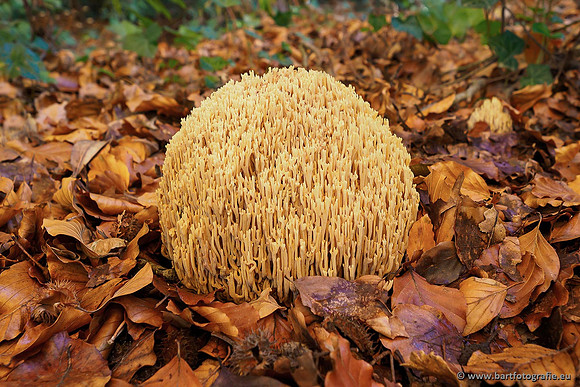 Paddenstoelen, Bart Fotografie-0454