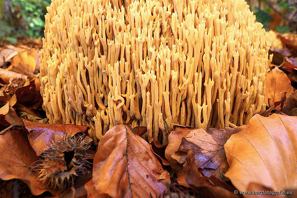 Paddenstoelen, Bart Fotografie-0455