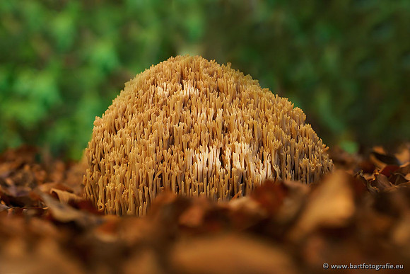 Paddenstoelen, Bart Fotografie-0457