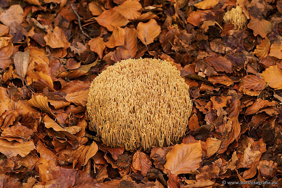 Paddenstoelen, Bart Fotografie-0458
