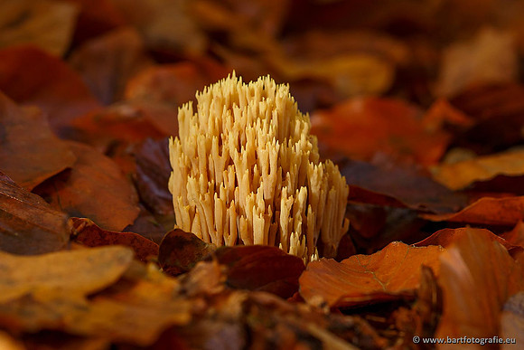 Paddenstoelen, Bart Fotografie-0459