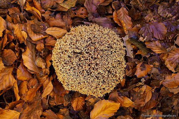 Paddenstoelen, Bart Fotografie-0456