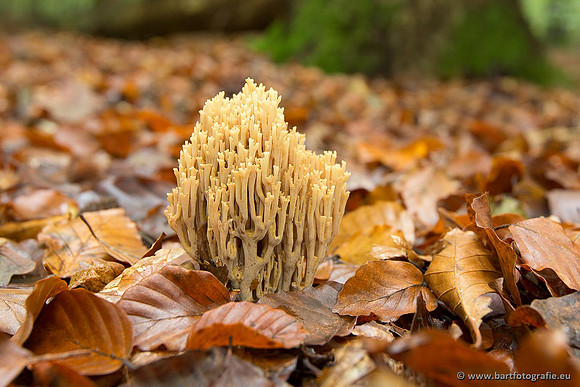 Paddenstoelen, Bart Fotografie-0460