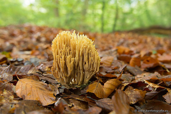 Paddenstoelen, Bart Fotografie-0461