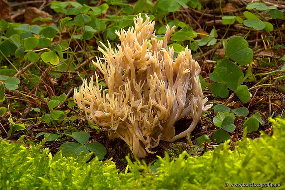 Paddenstoelen, Bart Fotografie-0462