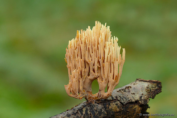 Paddenstoelen, Bart Fotografie-0463
