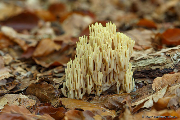 Paddenstoelen, Bart Fotografie-0464