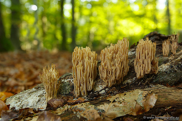 Paddenstoelen, Bart Fotografie-0465