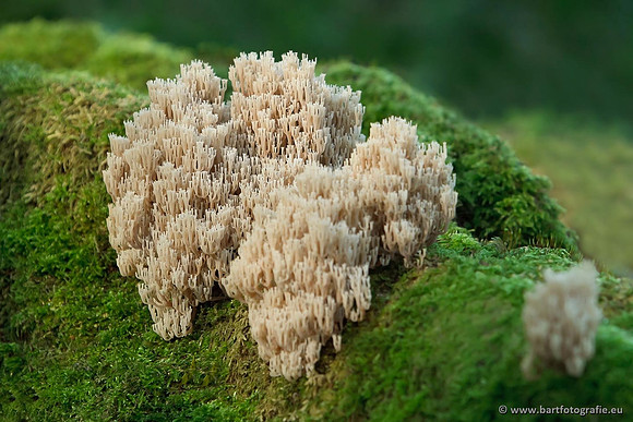 Paddenstoelen, Bart Fotografie-0466