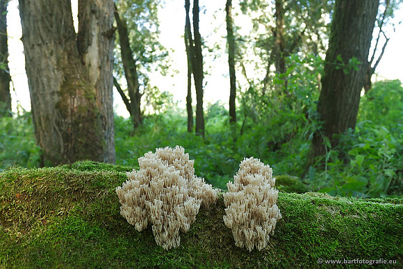 Paddenstoelen, Bart Fotografie-0467