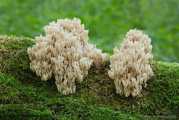 Paddenstoelen, Bart Fotografie-0469