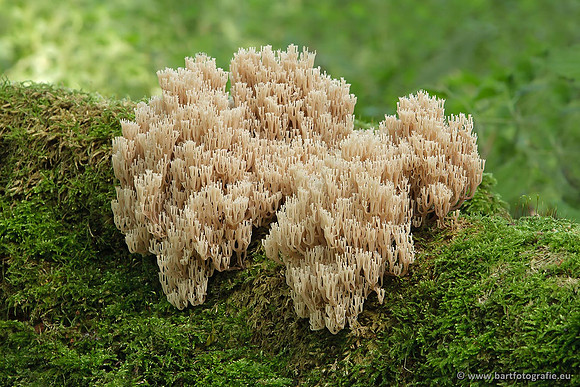 Paddenstoelen, Bart Fotografie-0470