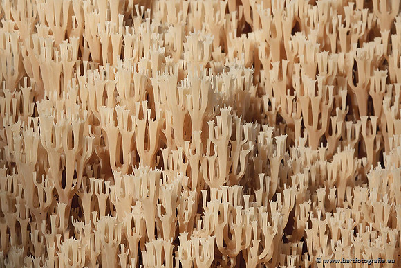 Paddenstoelen, Bart Fotografie-0472