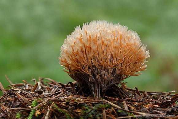 Paddenstoelen, Bart Fotografie-0474