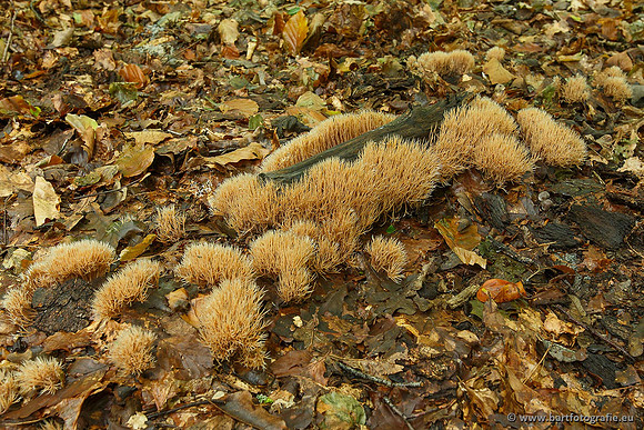 Paddenstoelen, Bart Fotografie-0476
