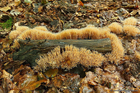Paddenstoelen, Bart Fotografie-0477