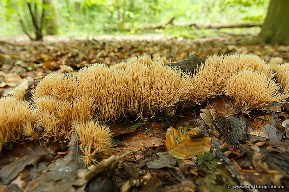 Paddenstoelen, Bart Fotografie-0478
