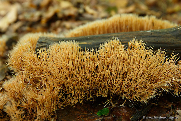 Paddenstoelen, Bart Fotografie-0479