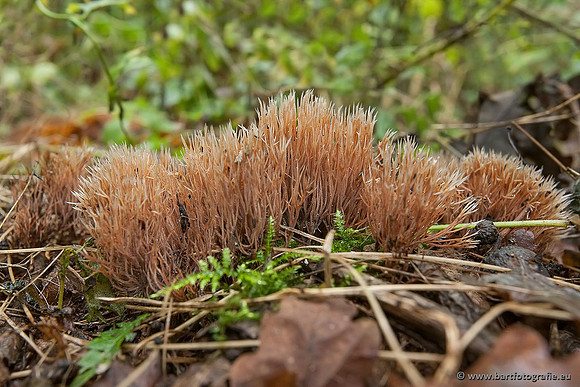 Paddenstoelen, Bart Fotografie-0480