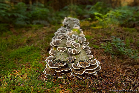 Paddenstoelen, Bart Fotografie-0481