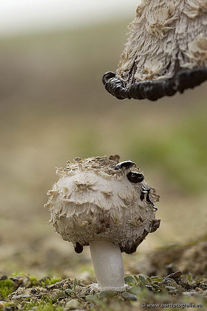 Paddenstoelen, Bart Fotografie-0482